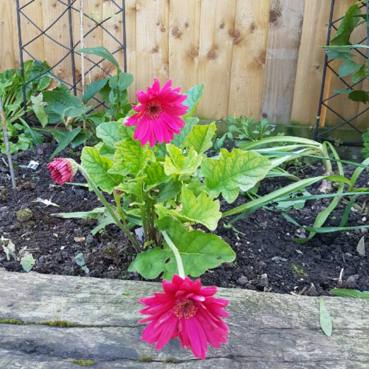 plant image 252072