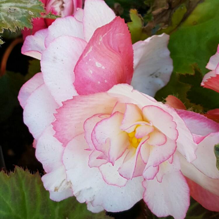 Plant image Begonia 'Nonstop Rose Petticoat' (Nonstop Series)