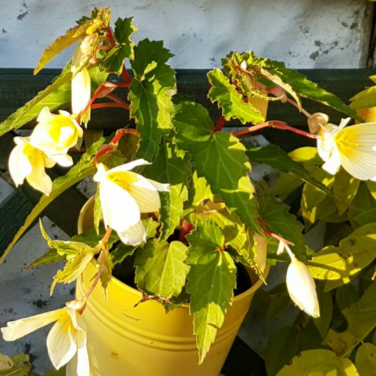 plant image 252192