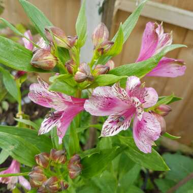 Alstroemeria