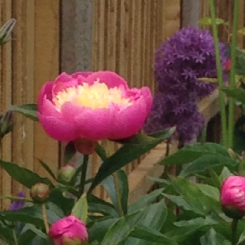 plant image 2752