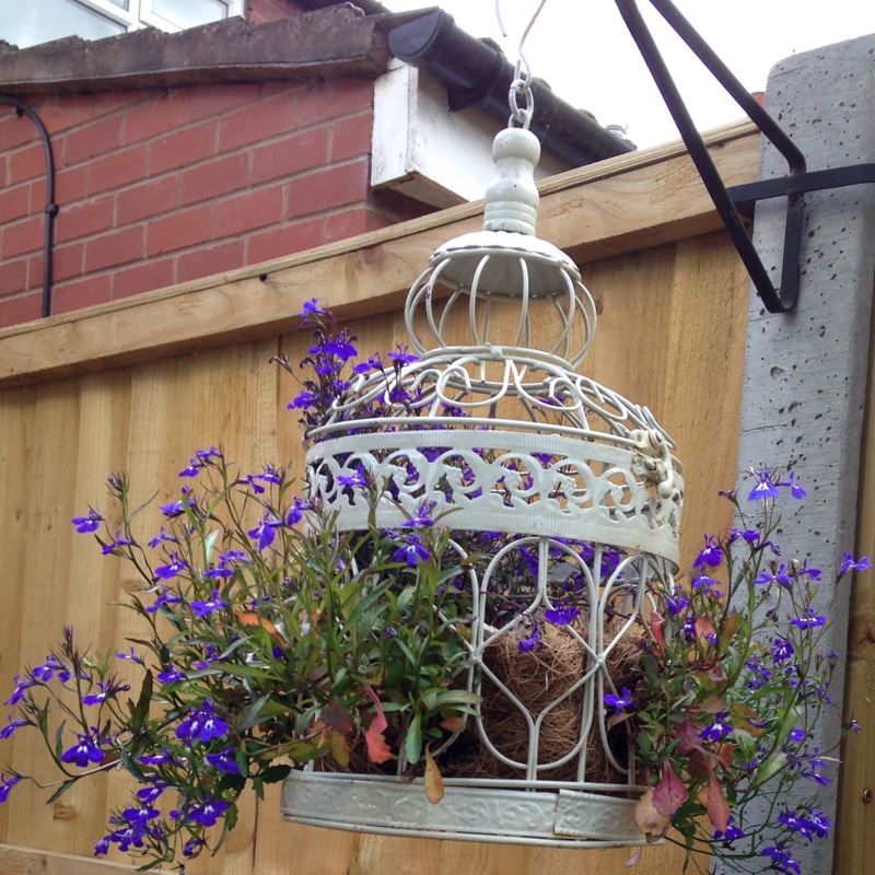 Lobelia erinus