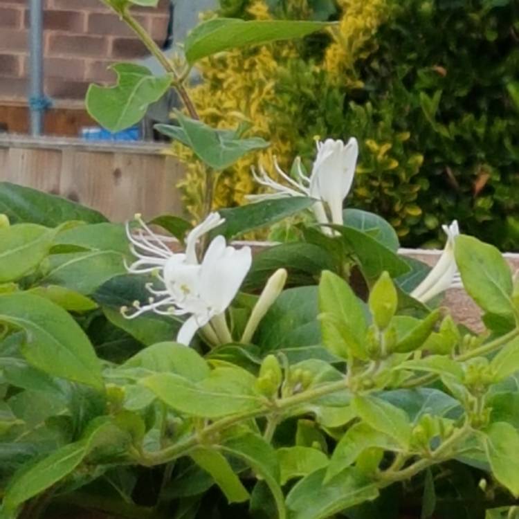 Plant image Lonicera japonica 'Halliana'