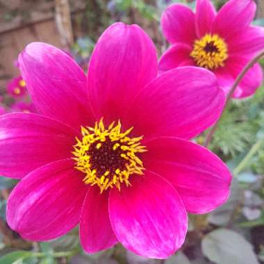 Dahlia 'Haresbrook'