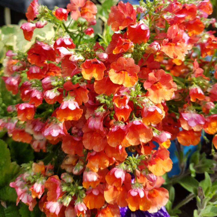 plant image 496625