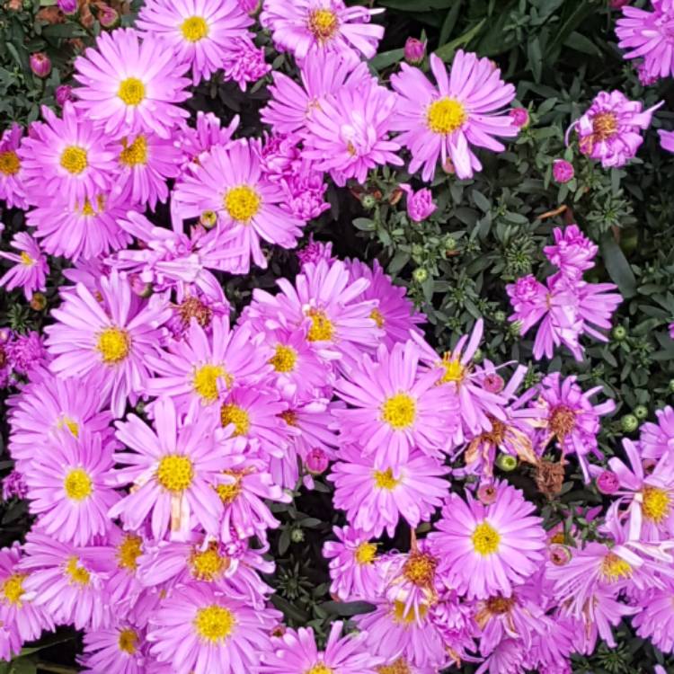 plant image 556124