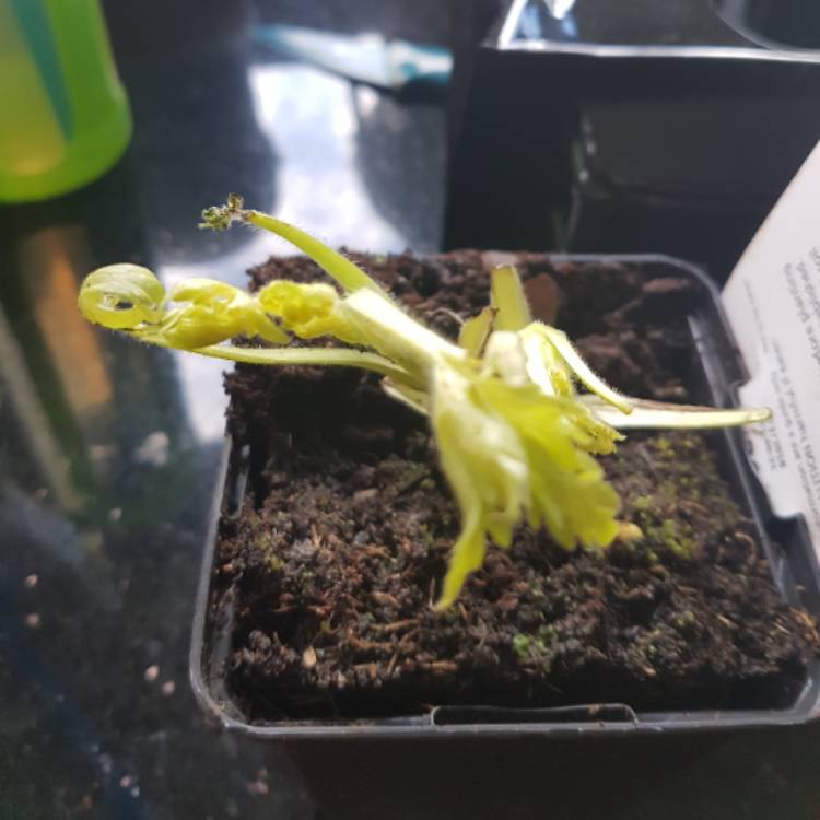 plant image 635764