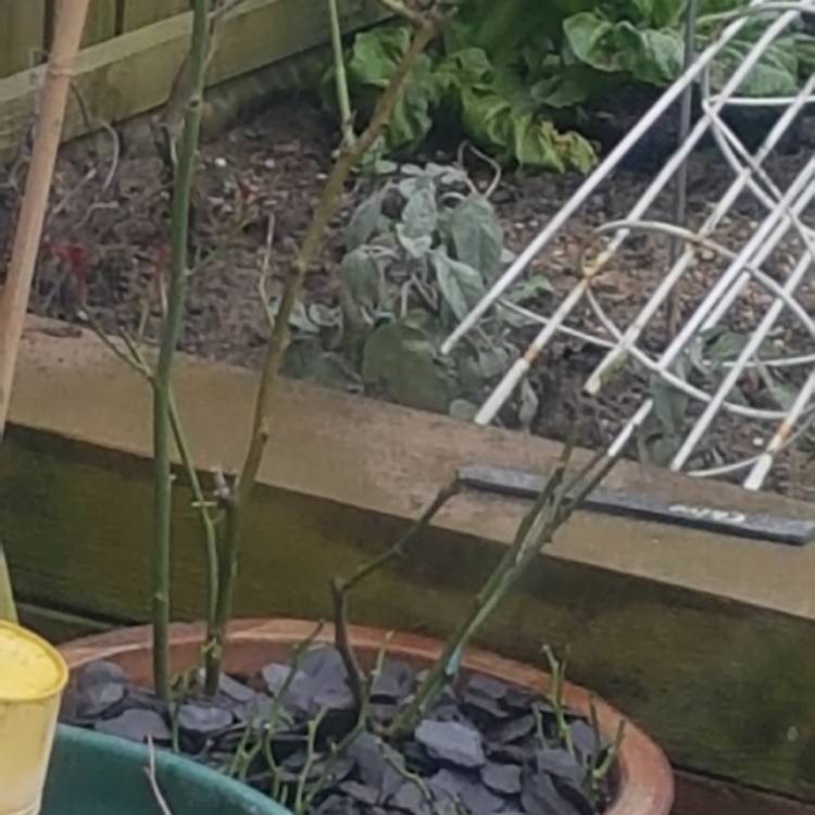 plant image 648485
