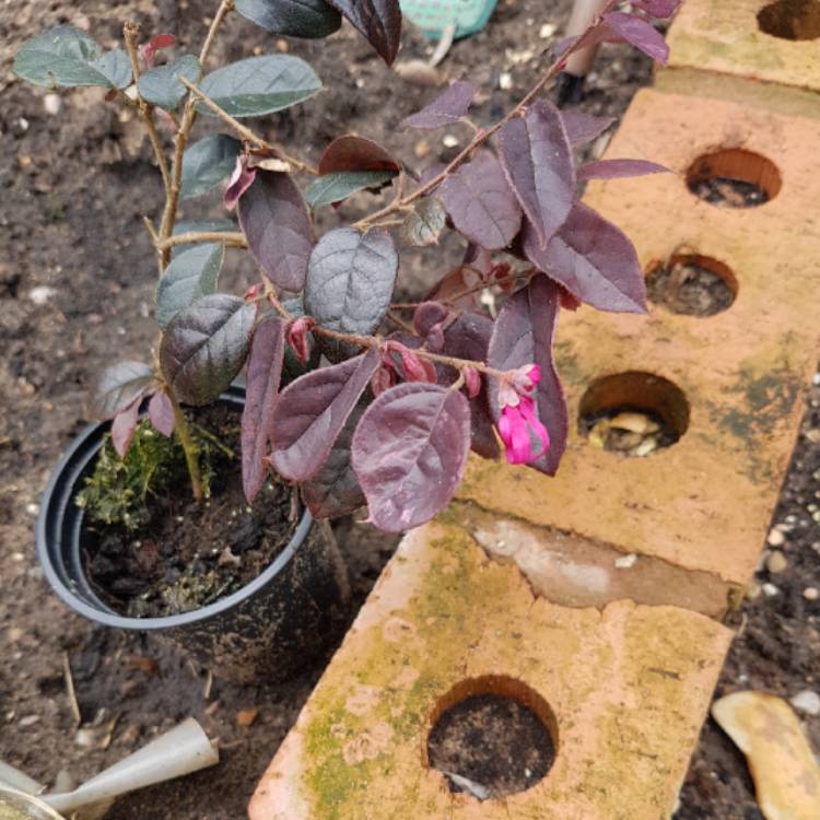 Plant image Loropetalum chinense var. rubrum 'Fire Dance'