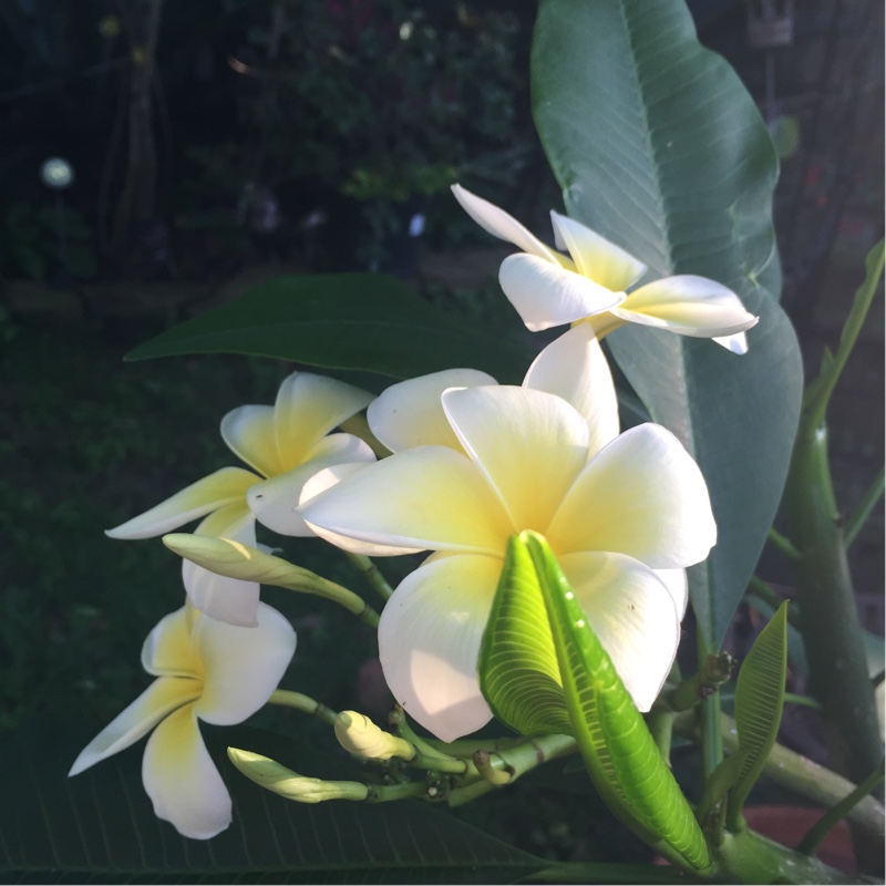 Frangipani 'Sorbet Ripple'