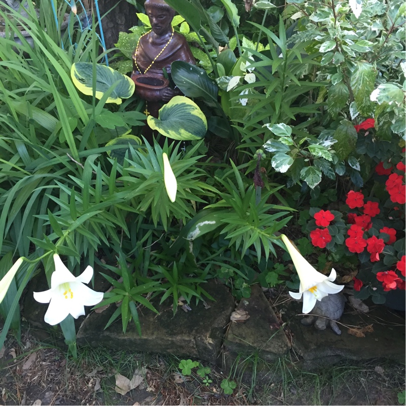 Ernestine's garden