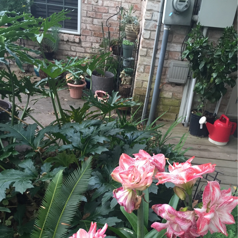 Ernestine's garden