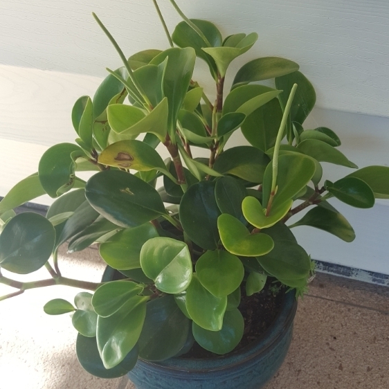 Plant image Peperomia Rotundifolia
