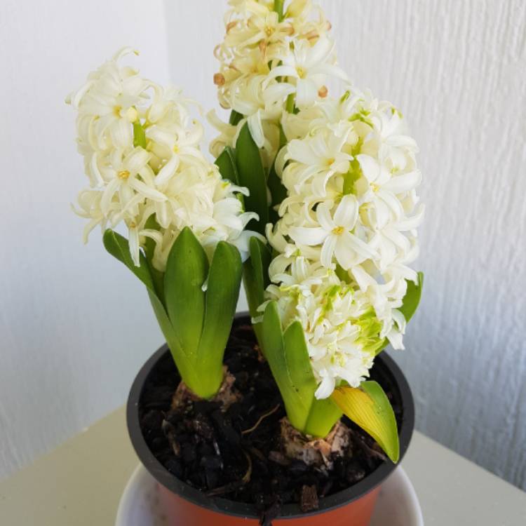 Plant image Hyacinthus orientalis 'City of Haarlem'