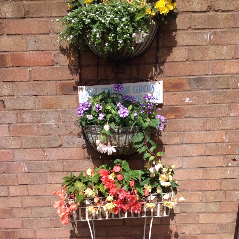 Tina's garden