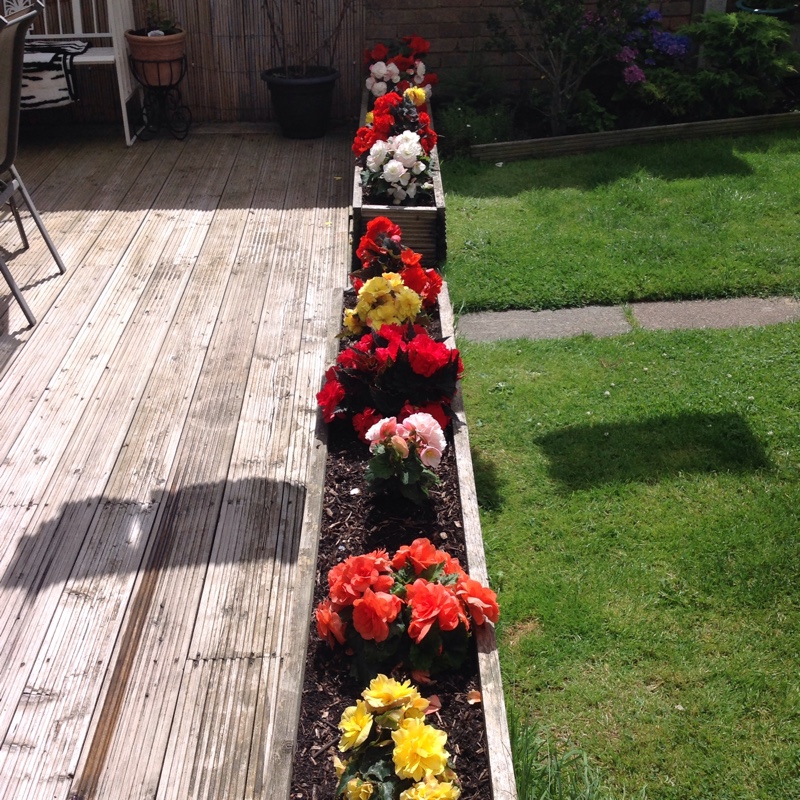 Tina's garden
