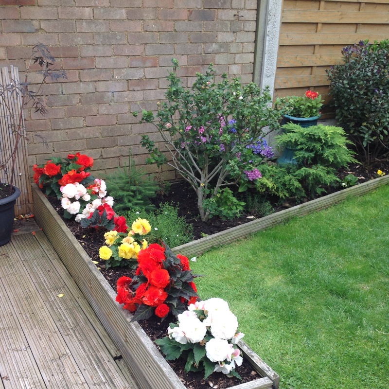 Tina's garden