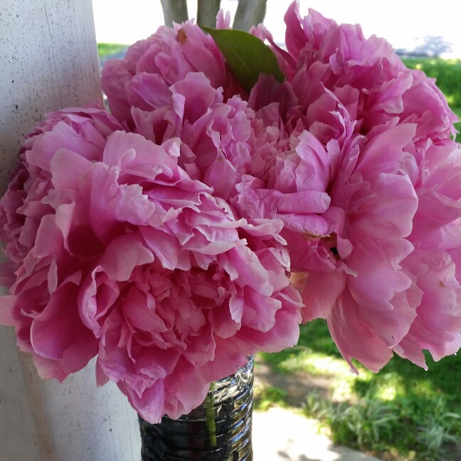 Plant image Paeonia lactiflora 'Chestine Gowdy'