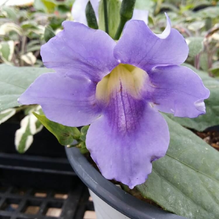 plant image 1002701