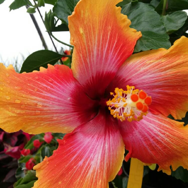 plant image 1014134