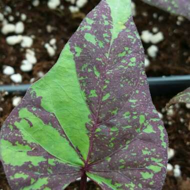 Ipomoea Batatas