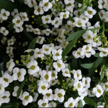 Lobularia maritima  syn. Alyssum maritimum