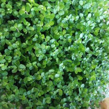 Soleirolia soleirolii syn. Helxine soleirolii
