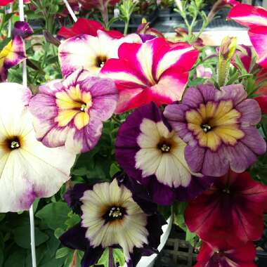 Petunia