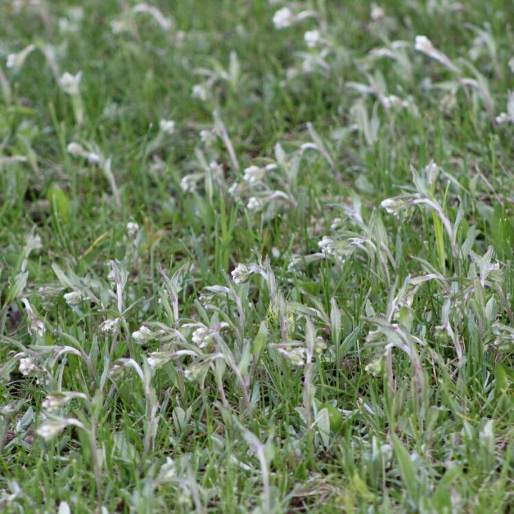 plant image 1051824