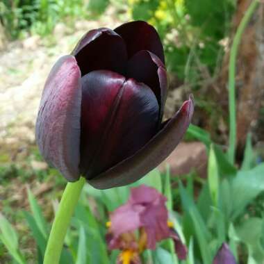 Tulipa 'Queen of Night'