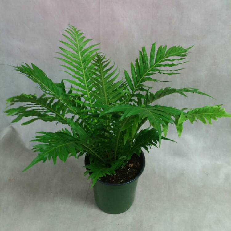plant image 1066585