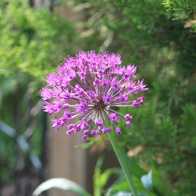 plant image 1067611 plant image 1067611