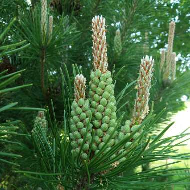 Pinus mugo 'Mops'