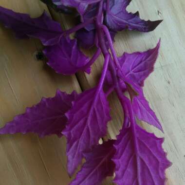 Gynura Aurantiaca 'Purple Passion'