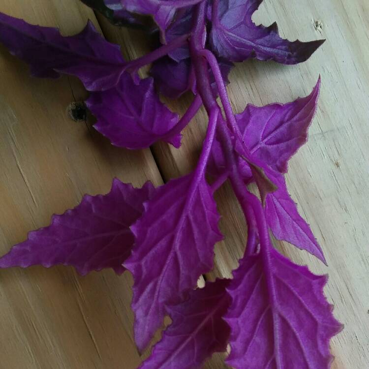 Plant image Gynura Aurantiaca 'Purple Passion'