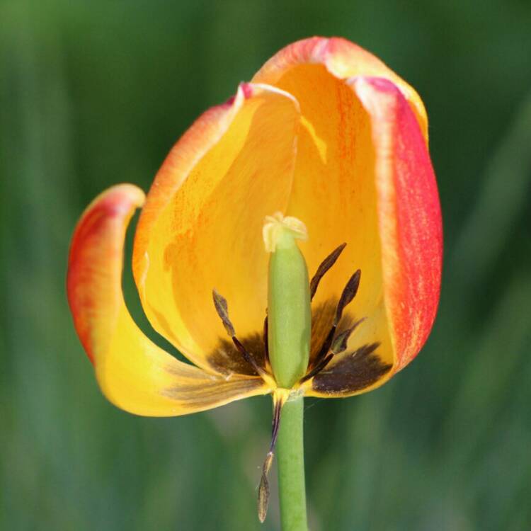 plant image 1067988