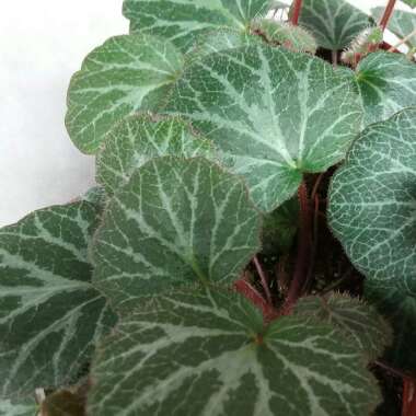 Saxifraga stolonifera