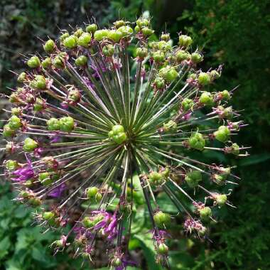 Allium hollandicum 'Purple Sensation' syn. Allium 'Purple Sensation', Allium aflatunense 'Purple Sensation'