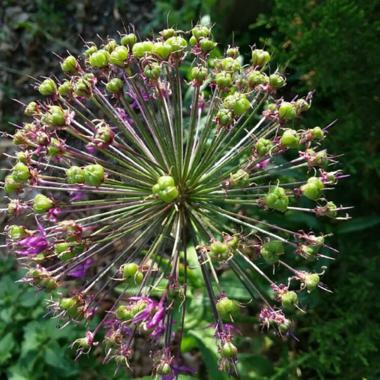 plant image 1075625 plant image 1075625