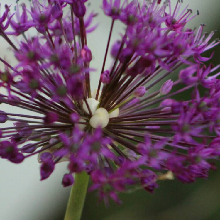 plant image 1075829 plant image 1075829