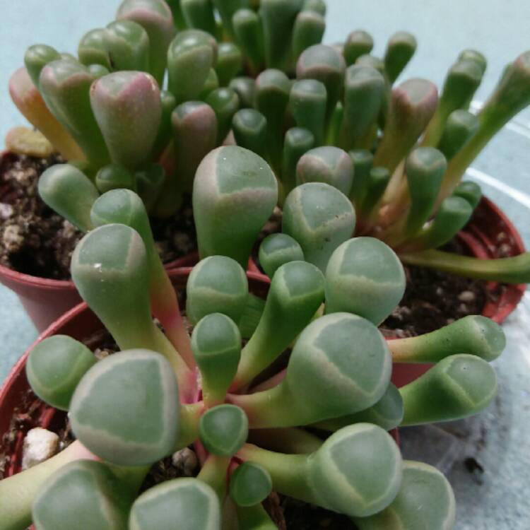 Plant image Fenestraria aurantiaca