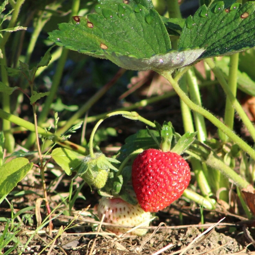 Plant image Fragaria x ananassa 'Honeoye'