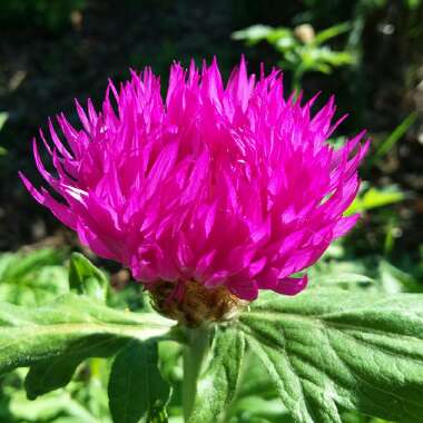 Psephellus dealbatus syn. Centaurea dealbata