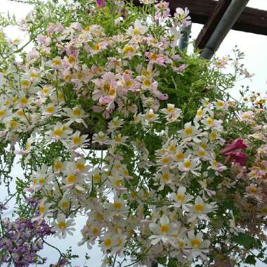 Schizanthus pinnatus