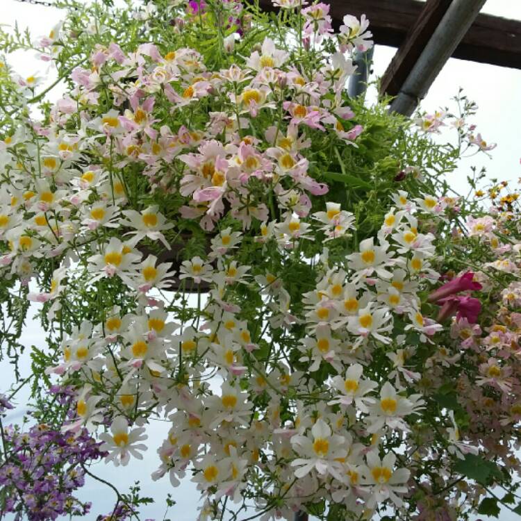 Plant image Schizanthus pinnatus