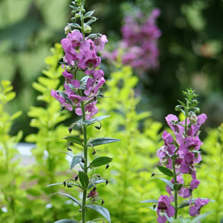 Plant image Angelonia
