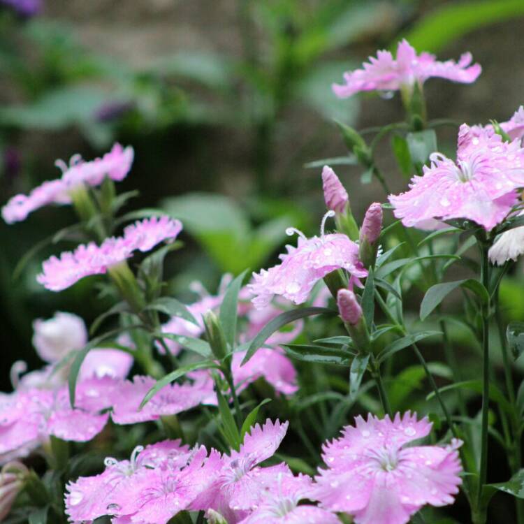 plant image 1099001