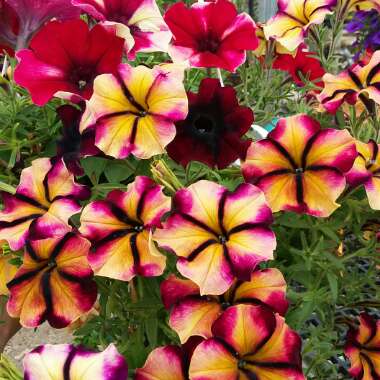 Petunia