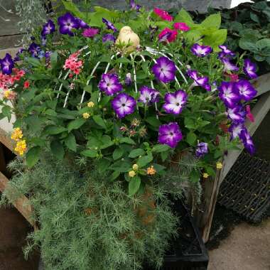 Petunia