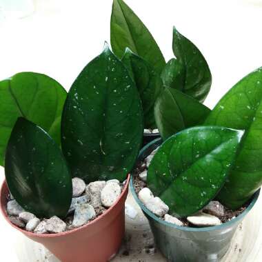 Hoya